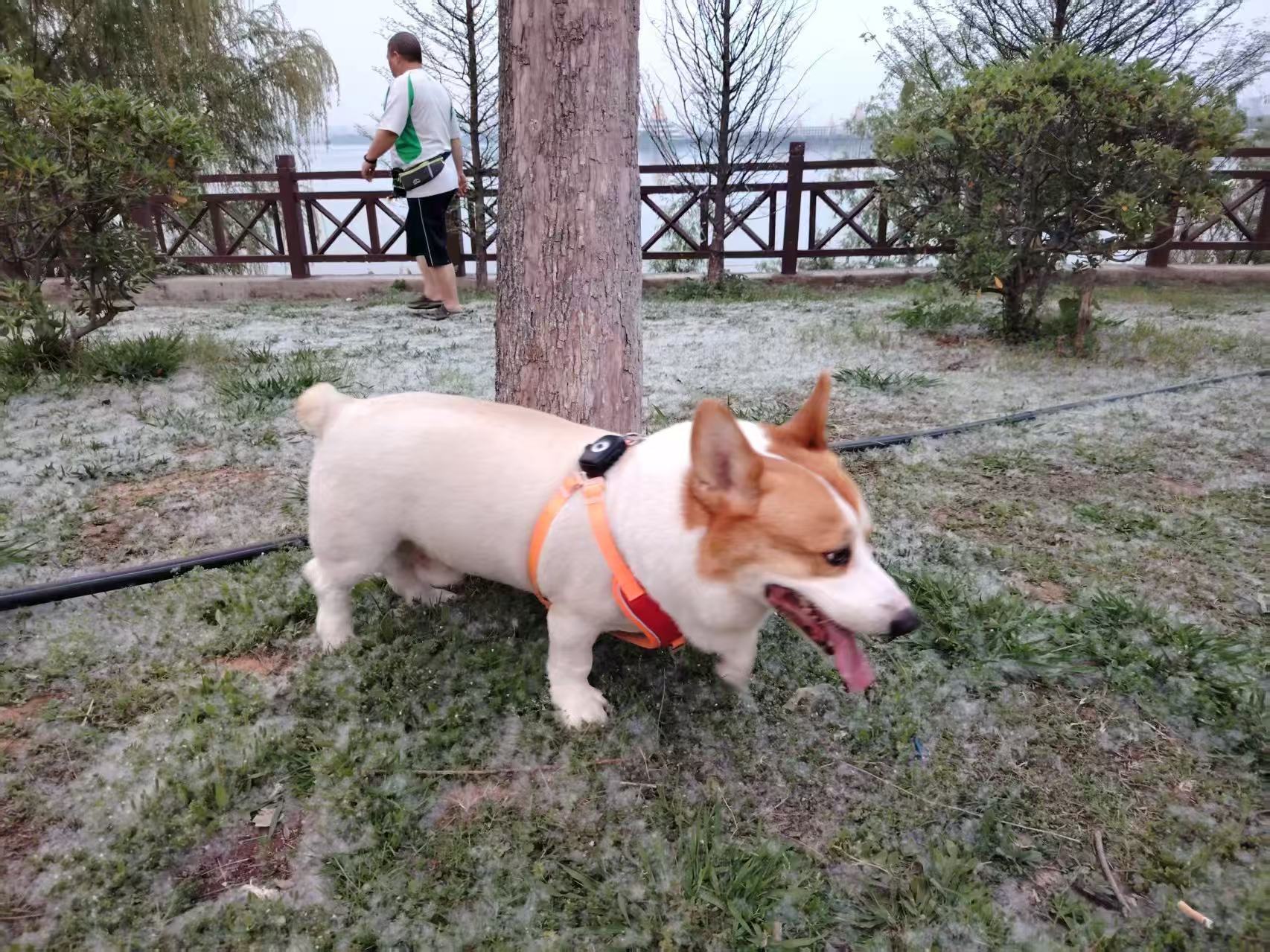 4G GPS pet locator tracker anti-loss device supports one-key pet search in and out of the electronic fence alarm