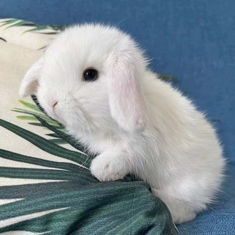 小さなウサギ、生きているノームウサギ、成長しない、ミニプリンセス、オランダ垂れ耳ウサギ、ティーカップウサギ、飼い慣らされたペットウサギ|undefined