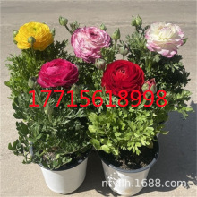 ��ëݢ���Ի�����ĵ�����~ĵ����������Ļ���ֲ���̨�л��ʹ�