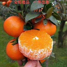 新鲜采摘青见柑橘果冻橙10斤60-120mm水果当季孕妇5/2斤应季水果