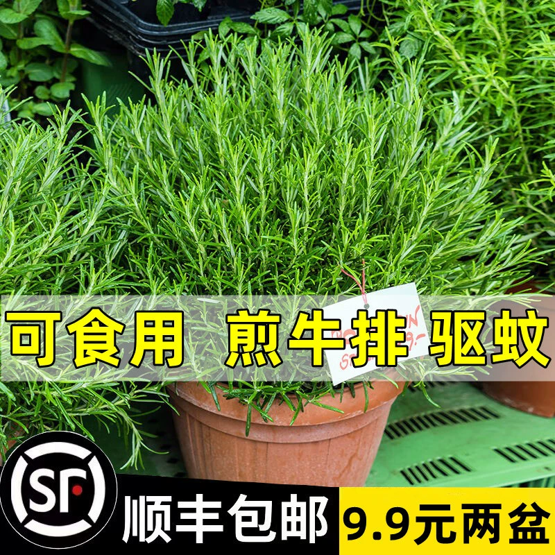 Саженцы розмарина в горшках съедобные растения репеллентного комара