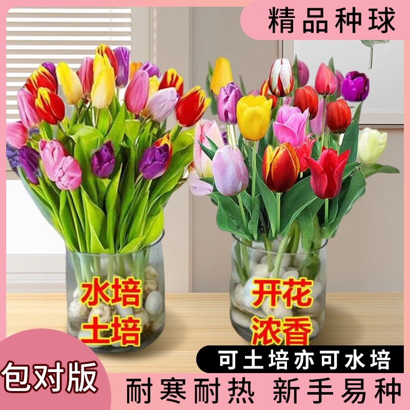 Tulip Bulbs Bloom in All Seasons and Can Be Cultivated in Soil or Hydroponics. Courtyard Balcony Potted Plants Can Be Planted on the Ground. Cold-Resistant Florals Can Be Grown Indoors