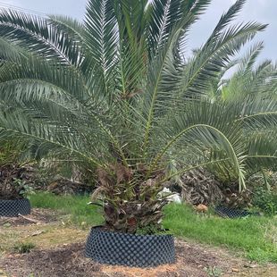 Cold-Resistant Canary Sea Dates Base Wholesale Cloth Di Coconut Farmers Planted Palm Trees Place of Production