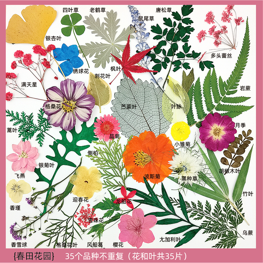 스프링필드 가든(35종) 소책자 없음