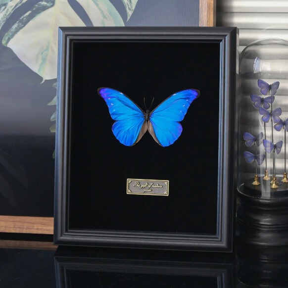 Butterfly Specimen Frame Empty Frame Display Stand Black A3 Glass Display Frame Three-Dimensional Hollow Frame Large Size Wholesale