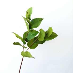 �����~�� ��̖ɳ���~�Gɫϵ��֦��ˇ�ٻ� ���� ܛ�b�[�� �zӰ����