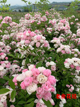 群舞  獲金獎豐花藤本盆栽大苗無刺耐熱耐寒抗病強月季薔薇花苗