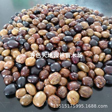 正宗中叶牛大力树苗细叶优质种植牛大力苗改良结薯快带土带叶高产