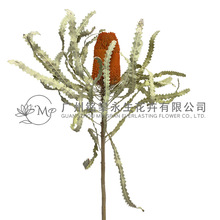 南非班克木宽叶diy干花佛塔贝克斯花束客厅摆件永生花材料批发