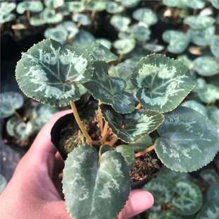 ���ļ��_�����M���ɿ́���С�������҃ȴ󻨷N�򻨻ܾGֲ������B