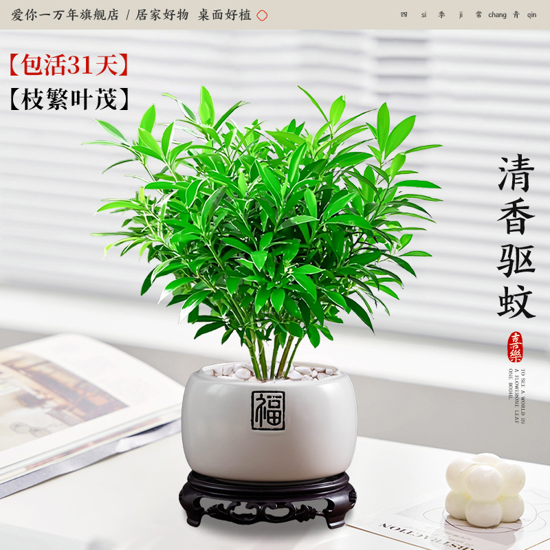 모기퇴치대나무와 편백나무 + 진주백부 도자기 세면대 + 원형 베이스 (포장석 + 영양액 포함)