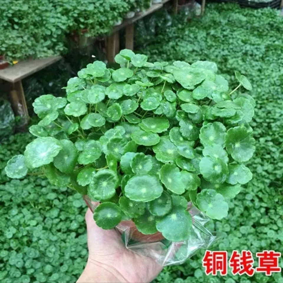 14423f3c-4226-48fd-b224-14ad7bc6adf0.jpe