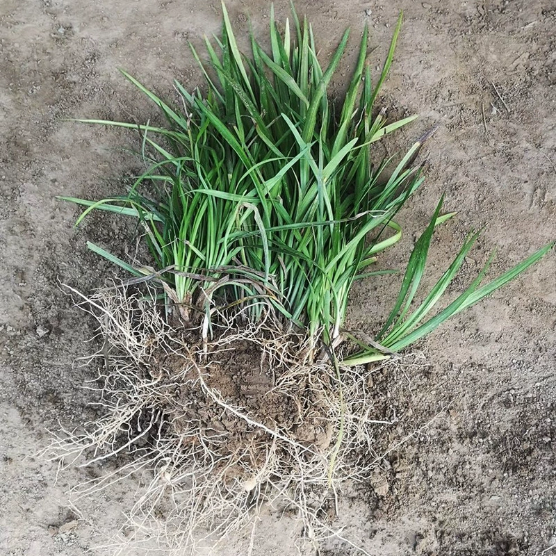 Хорошая посадка саженцев зимних трав озеленение декоративный средний лист вечнозеленый Офиопогон круглый год хороший уход почвопокровные растения