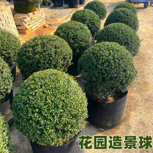 ���׶����������������������Ϟ���X�~�ͺ����@�OӋ���Rֲ��