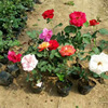Wholesale rose seedlings rose seedlings rose seedlings flowering rose rose perfume perfumes for the rose perfume and the rose of the rose of the rose is high living