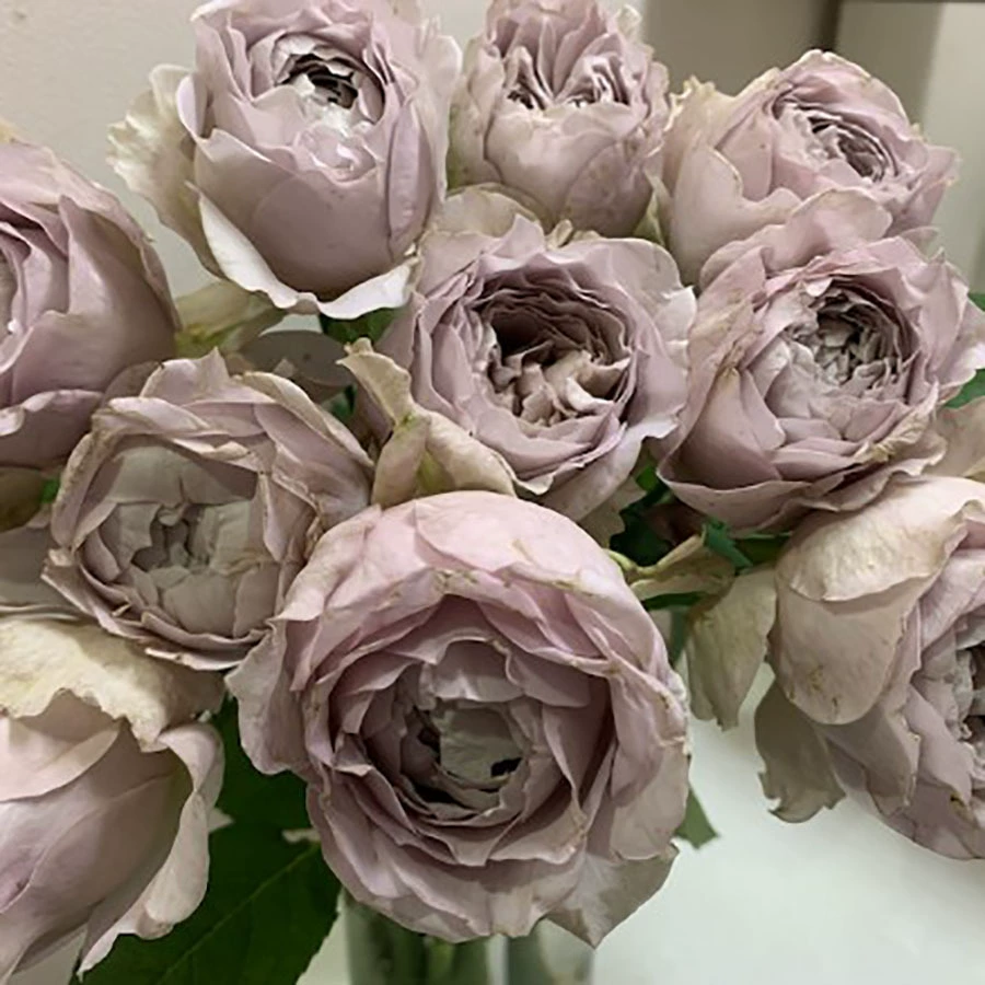 Новый продукт для дропшиппинга, благотворительная роза, крупные цветочные растения, горшечные кустарники, срезанные цветы, серо-фиолетовый цвет, многовременное цветение, большие цветы и сильный аромат.