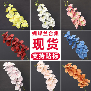 ���滨�����m��c�ҾӼٻ���ˇ�����������滨�������ÿ羳�N��
