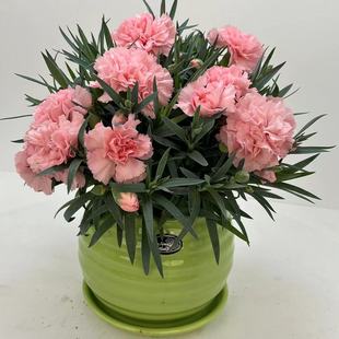 ����ܰ�r������ʯ���ļ��_���������̨ͥԺ�͏d���նY��Gֲ����