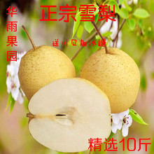 ii雪梨河北赵县赵州雪花梨10斤包邮新鲜水果梨子梨水川贝雪梨