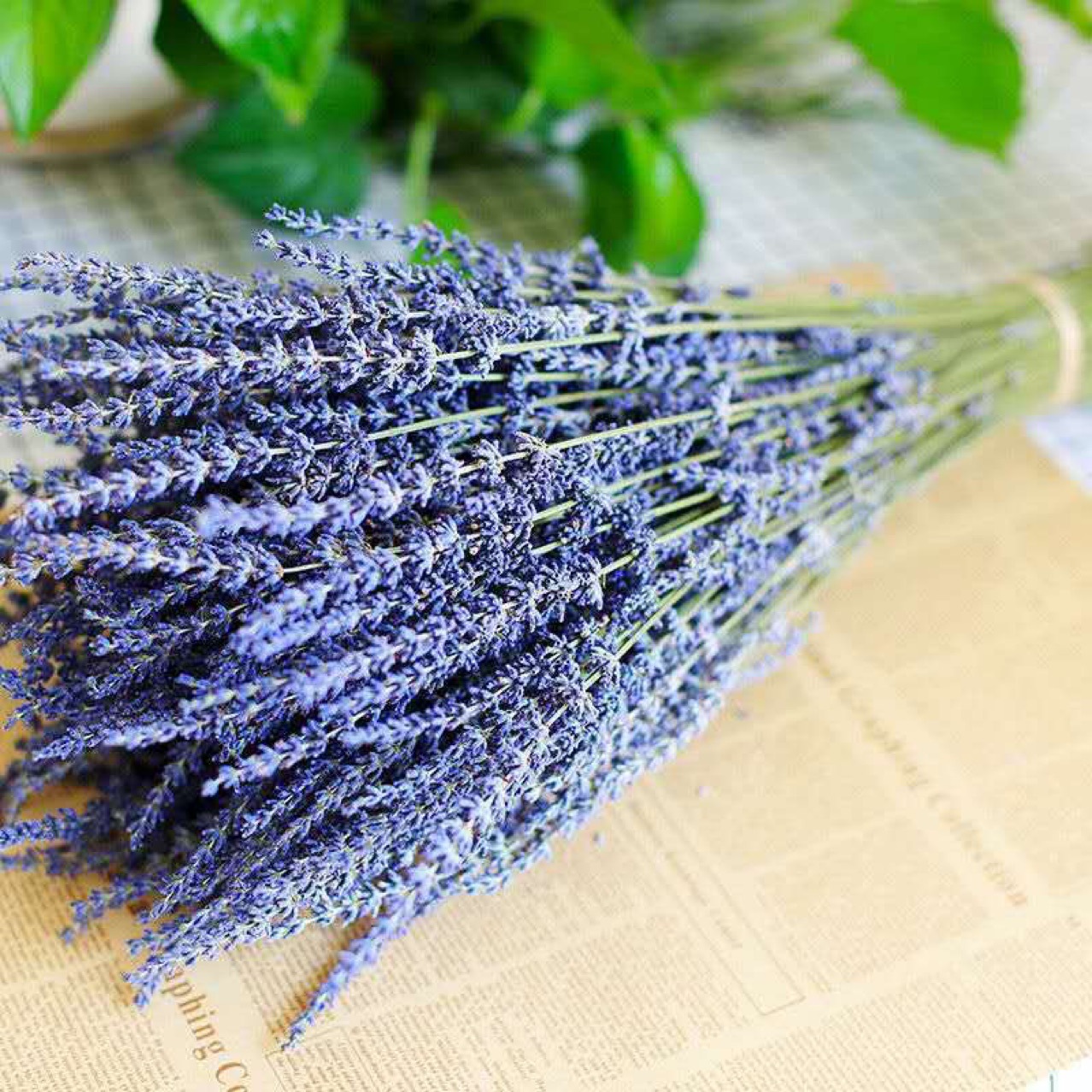 Xinjiang Yili Lavender Bouncing Lavender Drinking Flower Shop Flower…