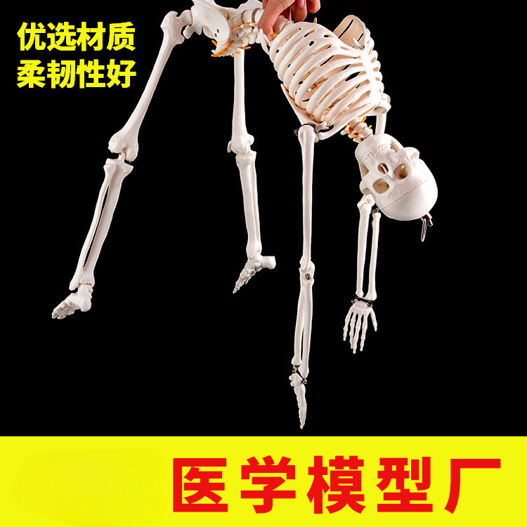Physiological realistic removable skeleton, medicine toy, human bone