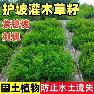 �o�¹���ֲ���ľ�������뻱�N�Ӵ̻���G��бɽ߅�¸��ٲ���