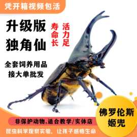 甲虫成虫活体宠物昆虫【阿银虫屋】姬兜长戟大兜独角仙锹甲花金龟