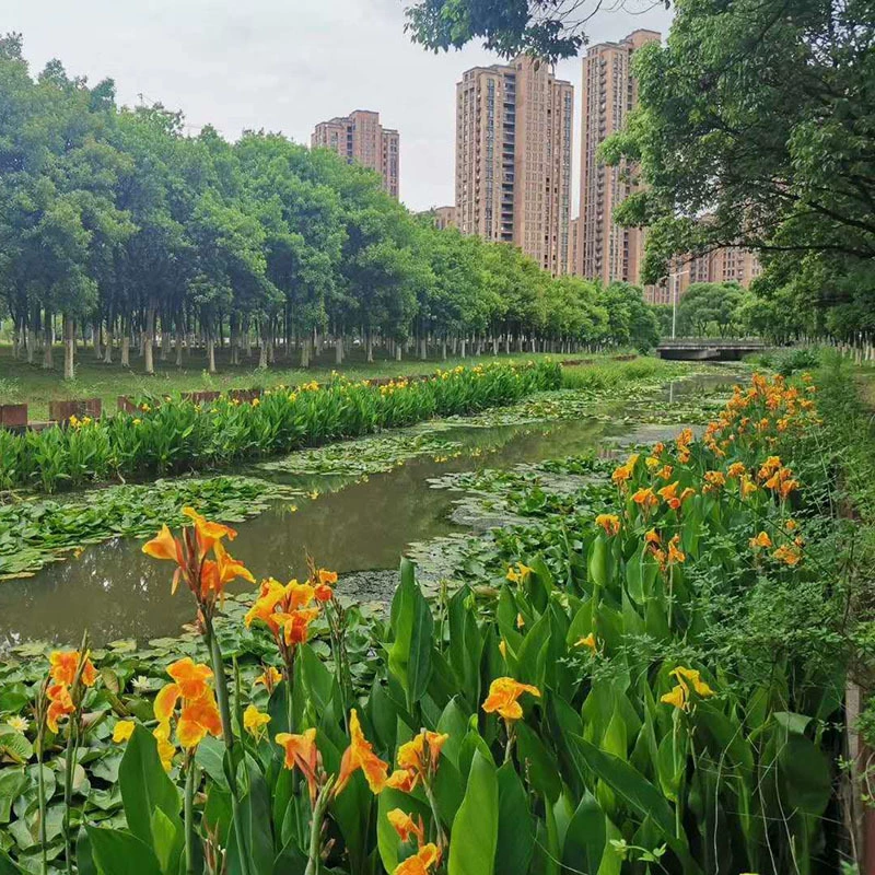 Рассада цветов канн, водные растения, экологический плавучий остров с красным бананом, водные декоративные растения в горшках с маленьким банановым двором