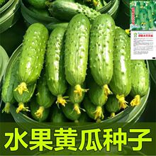 水果黄瓜种子刺黄瓜种籽生吃高产甜脆阳台盆栽四季新品种蔬菜种子