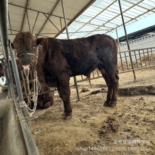 �����Rţ ��ľٝţ �����Sţ ���ʼ���ţ ţ�كr��