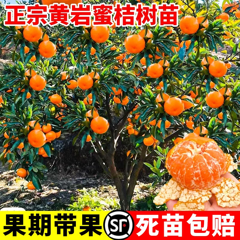 Саженцы без씨 Huangyan, персиковые саженцы, сладкие апельсины, Huangyan, персиковые саженцы, плодоносящие в том же году