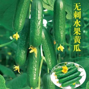 ������ˮ���S�ϡ��o��ˮ���S�ϷN�Ӵ���ˮ���S�ϷN�����ļ��߲˷N