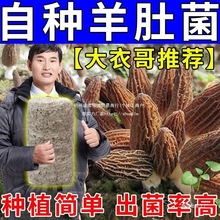 羊肚菌菌种种植包野生菌懒人种植蘑菇金针菇羊肚菌四季高产可食用