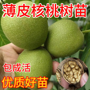 �޽Ӻ��Ҙ����������Ҙ伈Ƥ�����ϱ����Nֲ���Ե��Ԯ���Y��