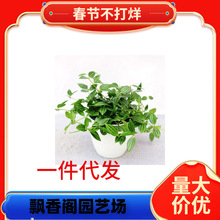 һ�����l�ʯ���Gֲ���԰��}����ֲ������͏d����ȩ���m�ļ���