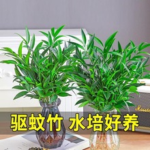 驱蚊竹柏水培植物室内盆栽绿植办公室桌面水养花卉四季常青好养活