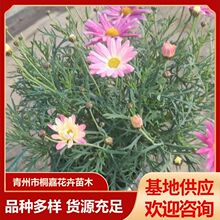 基地玛格丽特盆栽 四季开花多年生花卉木茼蒿租摆绿化青州草花