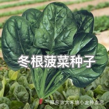 �������˷N����Ʒ�N���˷N�����Դ��ﲤ���ѿ���Nֲ�����߲˷N��