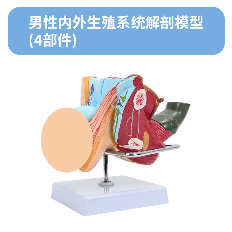 ��Ů��ֳϵͳģ�� ҽԺ������ϵͳ��ѧģ�� ʸ״�������ٽ���ģ��