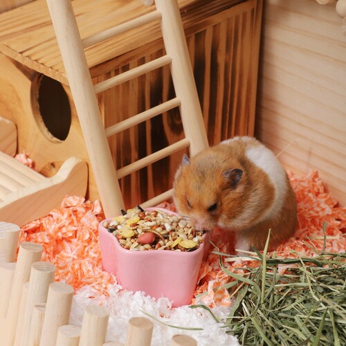 Food small hamster grain staple silver fox general pudding feed golden bear grain nutrition hamster snacks