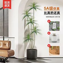 ���������m����ǧ��ľ�҃ȾGֲ�쾰��Ѫ������b[��