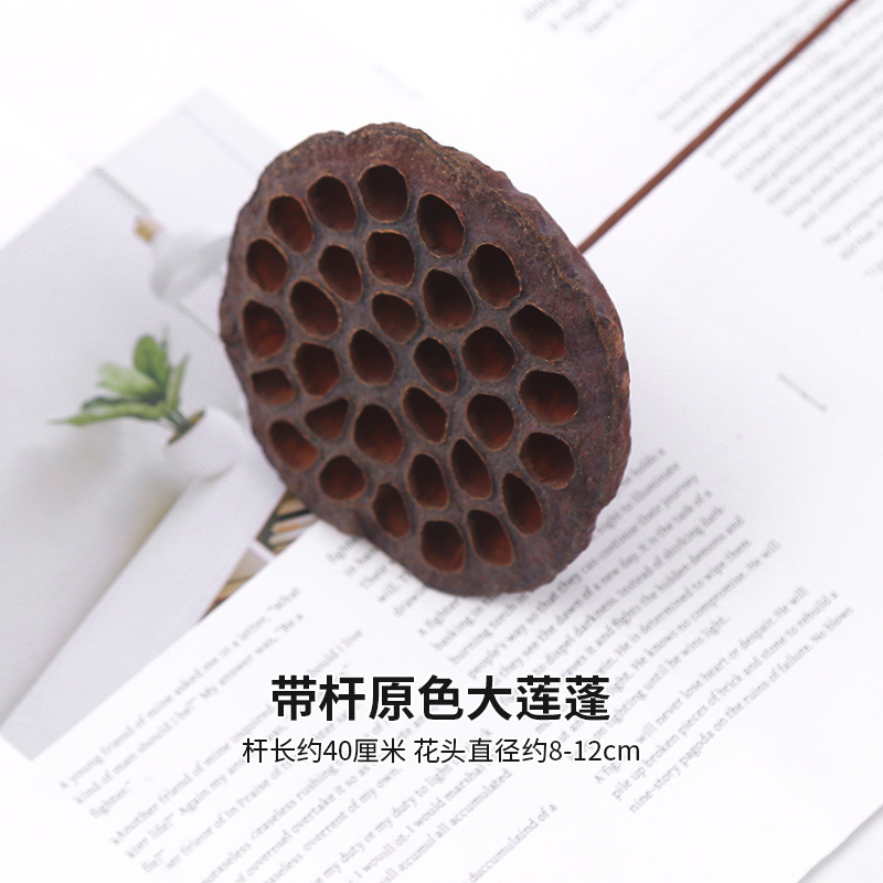 막대가 있는 오리지널 컬러의 대형 연꽃