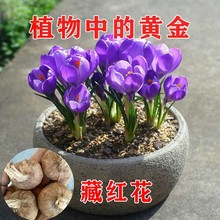 批发藏红花种球番红花种种植技术全程跟踪回收红花