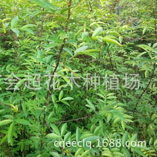 Large Sales of Jiangjin Local Pepper Seeds and Nine-Leaf Green Pepper Seeds Can Be Ordered in Large Quantities
