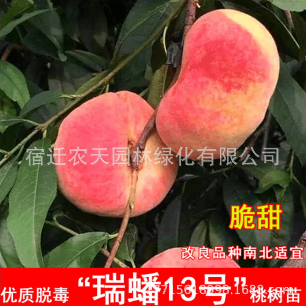 瑞蟠桃纽扣桃树苗新疆蟠桃苗嫁接新品种特大毛蟠桃树果苗桃树嫁接