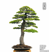 五叶松 五叶松品牌 图片 价格 五叶松批发 阿里巴巴 五叶松 五叶松品牌 图片 价格 五叶松批发 阿里巴巴