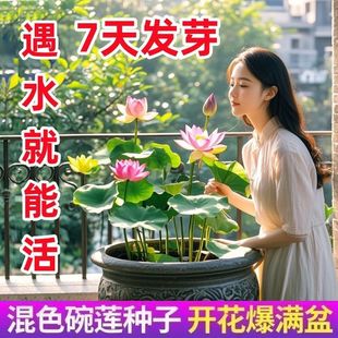 ��ɏ�N�߲������ɫˮ�໨��ˮ�B�ļ�ɏ���ɻ��Nɏź�Gֲˮ��ɏ��