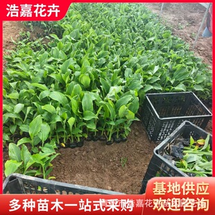 �t�����˽�С���������ݻ��� ���~���˽���������Nֲ �t�����˽�