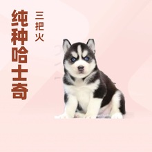 纯种哈士奇活体幼犬哈士奇三把火家养宠物犬哈士奇蓝眼睛二哈活物