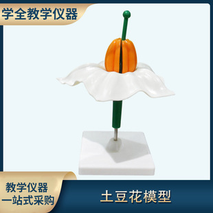 Biological teaching instrument plant model potato flower model various flower models